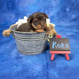Koko - Chocolate and tan male Yorkshire Terrier puppy in Albany, Minnesota from Sandy's Yorkshire Terriers