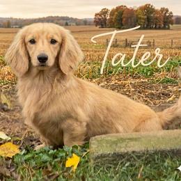 Tater - Dachshund