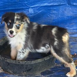 Rune - Blue merle male Miniature Australian Shepherd puppy in Patterson, North Carolina from DreamLine Aussies