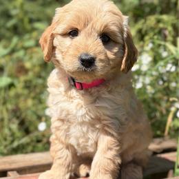 Brees - Red  female Goldendoodle puppy in Zeeland, Michigan from Dandelion Lane Doodles