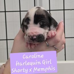 Caroline - Harlequin female Great Dane puppy in Longview, Texas from Lazy A Danes