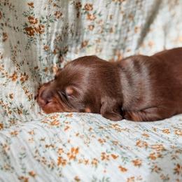 Dachshund Puppies from Drift & Dash Dachshunds