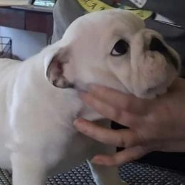 Bulldog Puppies from Deb Dixon's Bulldogs
