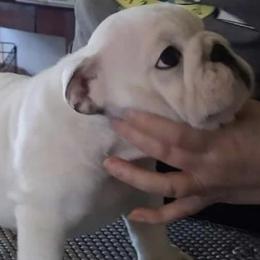 Bulldog Puppies from Deb Dixon's Bulldogs