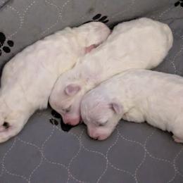 Female 1 - White female Bichon Frise puppy in Eaton Rapids, Michigan from JMs Bichons