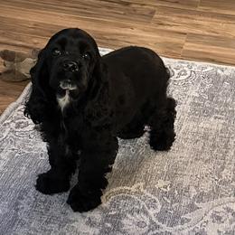 Cocker Spaniel Puppies from Anastasia Knight's Cocker Spaniels