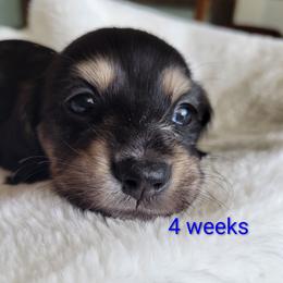 George - Black and tan male Dachshund puppy in Kempner, Texas from Russell Farms Dachshund
