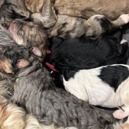 Nellie Jo - Black female Saint Berdoodle puppy in Mesa, Arizona from Desert Bohunk Doodles and Branded Bullies