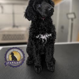 Poodle Puppies from Impressive Cartwright Standards