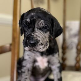 Boy 4 - Marshall - Merle Great Dane puppy in Tennessee from Campbell Great Danes