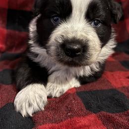 Boots - Black & white male Australian Shepherd puppy in Quaker City, Ohio from Wagon Wheel Aussies and Corgi’s