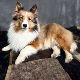 Circe - Shetland Sheepdog