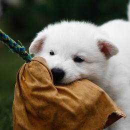 Berger Blanc Suisse Puppies from Fireside Fernweh