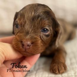 Token (merle) - Chocolate male Cavapoo puppy in Beckley, West Virginia from By Design Doodles