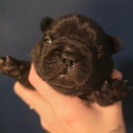 Hollow - Black male French Bulldog puppy in Tonawanda, New York from Vivante French Bulldogs