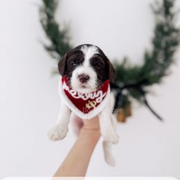 Lord - 12 Days of Christmas - Chocolate male Goldendoodle puppy in Syracuse, Indiana from The Doodle Cove