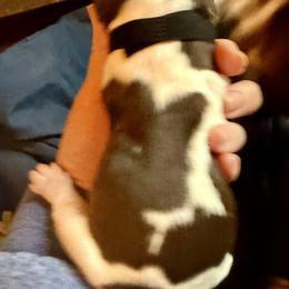 Black - Liver and white male English Springer Spaniel puppy in Wells, Vermont from Everyday Sunshine Springers