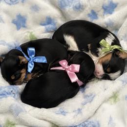 Yorkshire Terrier puppies from Renee’s Pawfectly Pampered Yorkies