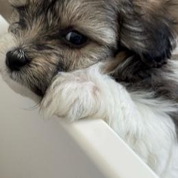 Maximus - Black & white male Maltipoo puppy in Tomball, Texas from Angela Hurd's Maltipoos