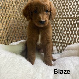 Blaze - Red  male Goldendoodle puppy in Mississippi from Ewing Acres