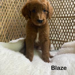 Blaze - Red  male Goldendoodle puppy in Mississippi from Ewing Acres