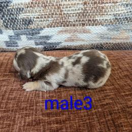 Peanut - Dapple male Dachshund puppy in Barnard, Missouri from KB Doxies