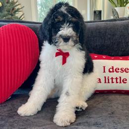 Maize - Tri-color male Bernedoodle puppy in Harpers Ferry, West Virginia from Oso Perfect Poodles and Doodles