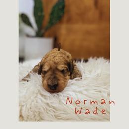 Norman Wade - Merle-sable male Saint Berdoodle puppy in Mesa, Arizona from Desert Bohunk Doodles and Branded Bullies