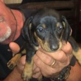 Dachshund Puppies from Carter's Dachshunds