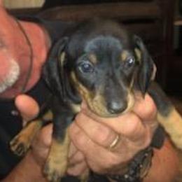 Dachshund Puppies from Carter's Dachshunds