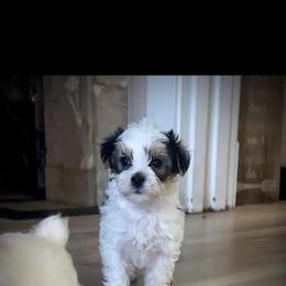 Morkie Puppies from The Morkie Mom