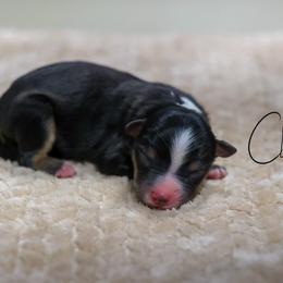 Bean - Black tri male Miniature Australian Shepherd puppy in Prague, Oklahoma from Clay Creek Aussies