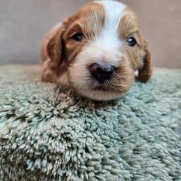 Poseidon - Blenheim male Cavapoo puppy in Roseville, California from Heavenly Goldendoodles