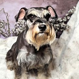 Miniature Schnauzer puppies from Halo Schnauzer