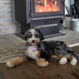 Roxi - Bernedoodle