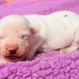 Tulip - White female American Staffordshire Terrier puppy in Guilford County, North Carolina from Explicit Kennel