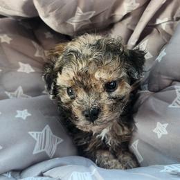 Cooper - Merle male Cockapoo puppy in Ellensburg, Washington from Dawn to Dusk Cockapoos