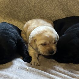 Labrador Retriever Puppies from Chara’ Labradors