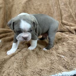 SANTA - Lilac male Boston Terrier puppy in Anderson, South Carolina from Lola’s House of Bostons & Rescue