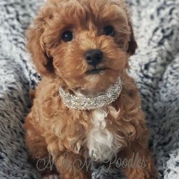 Poodles from M & M Poodles