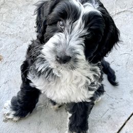 Australian Labradoodle Puppies from Grand Peaks Labradoodles