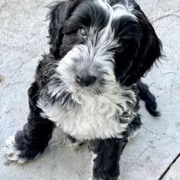 Australian Labradoodle Puppies from Grand Peaks Labradoodles