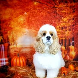 Cocker Spaniels from Ozark Haven Farm