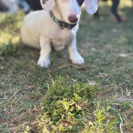 Queso - Dachshund
