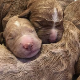 Goldendoodle Puppies from Penny Doodles