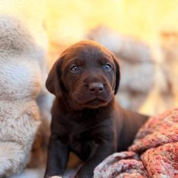 Chai - Chocolate female Labrador Retriever puppy in Sweet Home, Oregon from Knotty Creek Labradors
