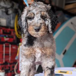 Green Collar - Merle female Goldendoodle puppy in Olympia, Washington from Sinclairdoodles