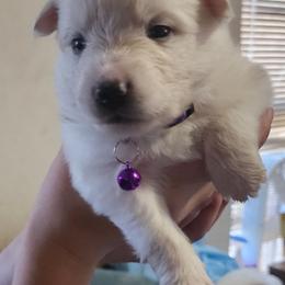 Babbette - White female American Eskimo Dog puppy in Grants Pass, Oregon from SnH Eskies