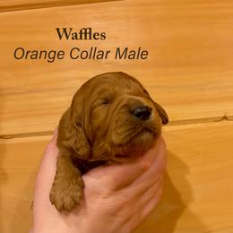 Waffles - Red  male Goldendoodle puppy in Shushan, New York from Barnwood Doodles
