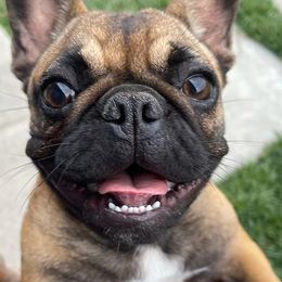 French Bulldogs from Rendon Bulldogs